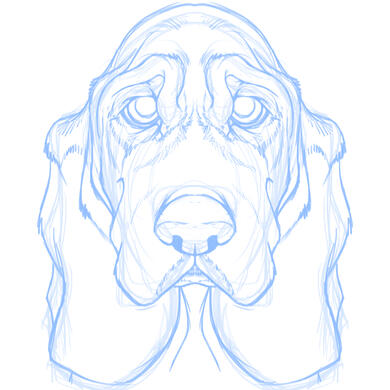 basset-hs-sketch