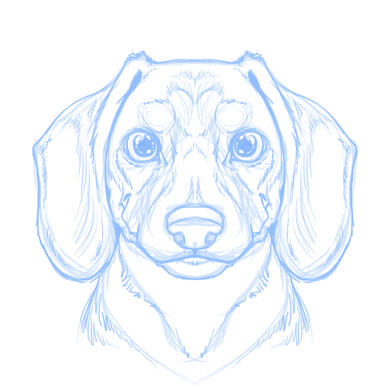 doxie-hs-sketch