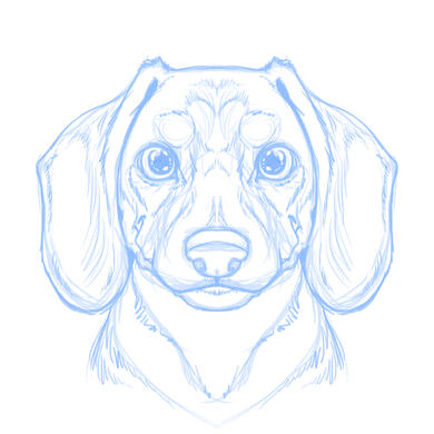 doxie-hs-sketch